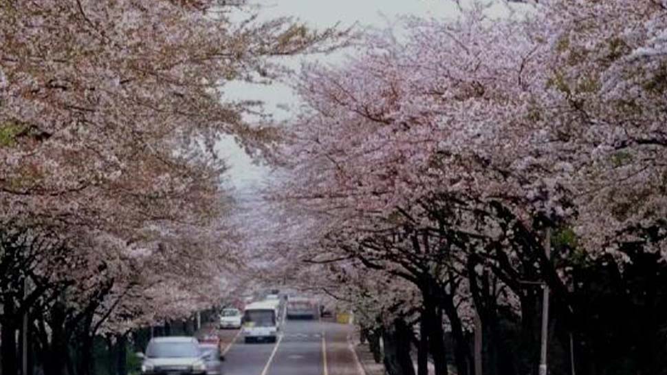 去韓國參加撲克比賽 Part 2 不可不知道的櫻花景點攻略大全